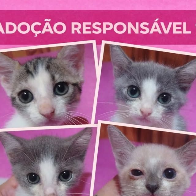 Adoção Responsável