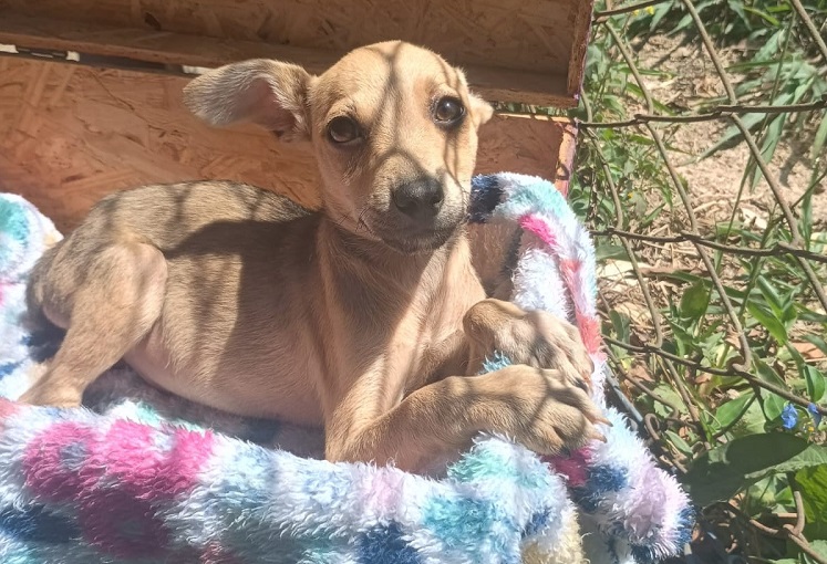 Eventos de Adoção Responsável em Valinhos