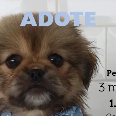 Adoção Responsável - Adote o Josh