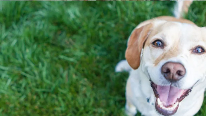 Campanha de Adoção de Cães em Friburgo