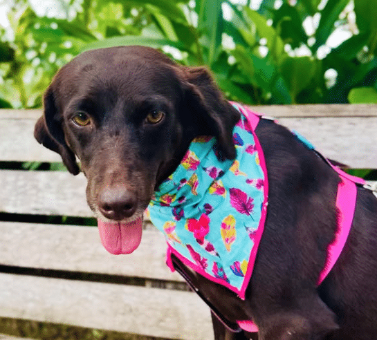 1ª Feira de Adoção do Ano em Sinop