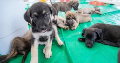 Meu Amigão: Adoção de Animais em Caruaru