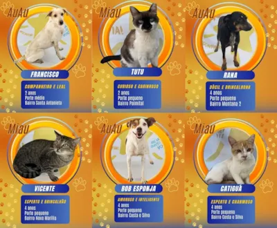 Campanha de Adoção 'Big Brother Marília Pet'