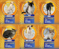 Campanha de Adoção 'Big Brother Marília Pet'