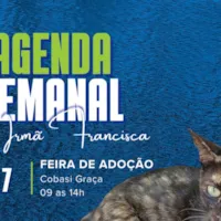 Feira de Adoção - Gatil Irmã Francisca