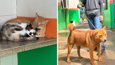 Adoção de Animais em Piracicaba