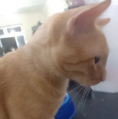 Adoção do Gato Orange