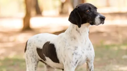 1ª Feira de Adoção Pet 2026 em Ibaté