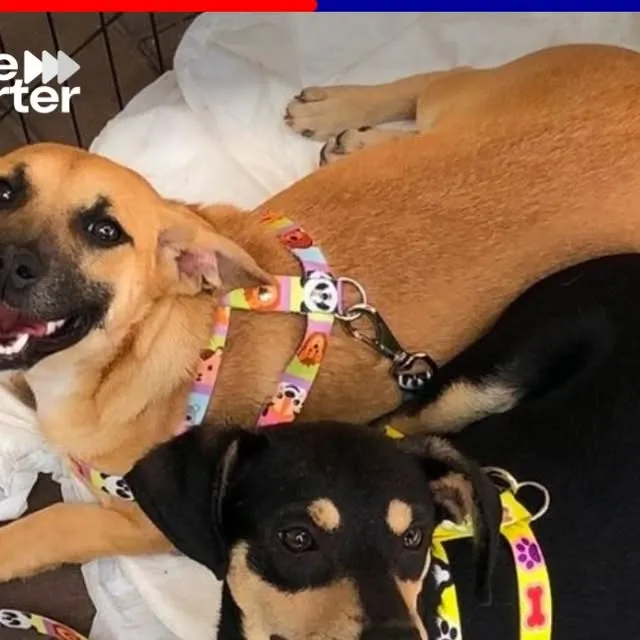 Ação de Bem-Estar Animal e Meio Ambiente em Francisco Morato