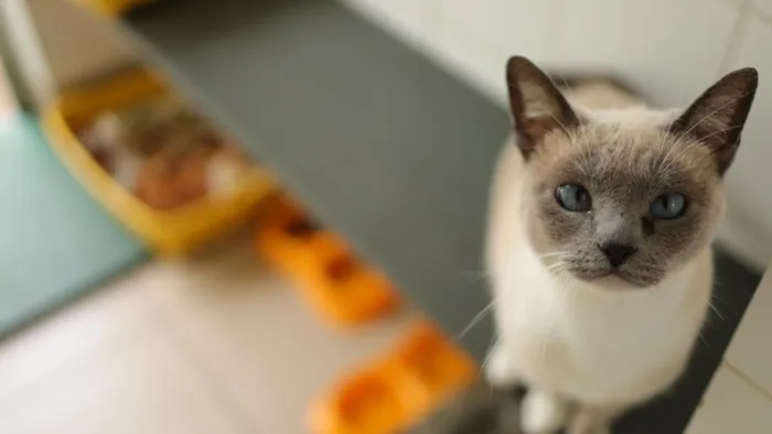 Evento de Adoção 'Recomeços': Um Ano Novo, Um Novo Lar