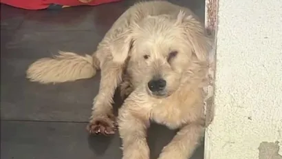 Cão Fofo Aguarda Adoção no Guarujá
