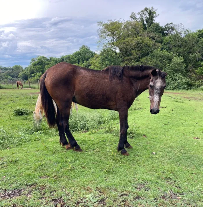 Adoção de Equídeos em Piracicaba