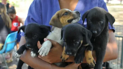 Evento de Adoção de Cães e Gatos em Betim