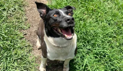 Evento de Adoção de Animais - Núcleo de Bem-Estar Animal