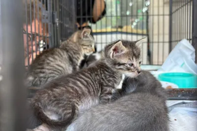 Feira de Adoção Animal em Cabo Frio neste Sábado