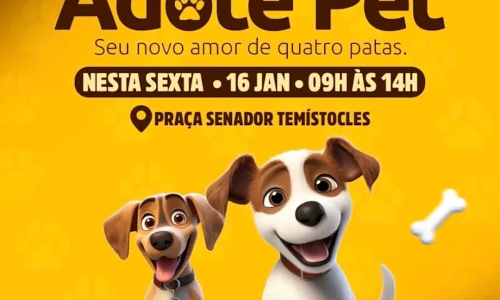 Feira "Adote Pet" promove adoção responsável de animais em Cruz das Almas