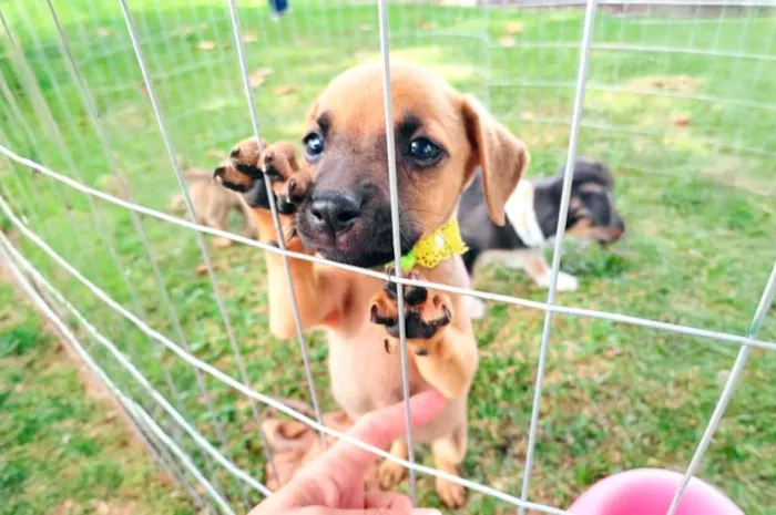 Feirinha de Adoção de Animais em Irati