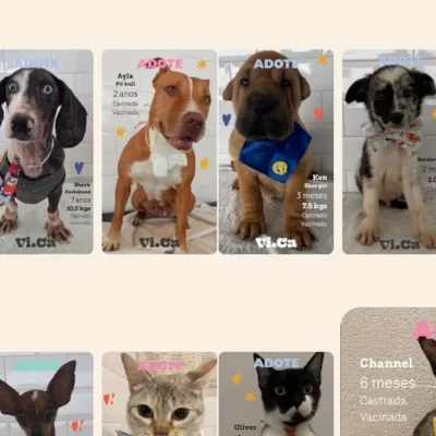 Evento de Adoção de Animais - VICA