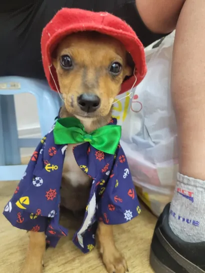 Itaquá Park Shopping Recebe Feira de Adoção de Animais