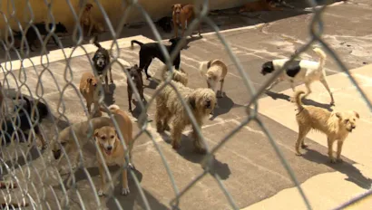 Feira de Adoção Consciente de Cães e Gatos em Pirapozinho