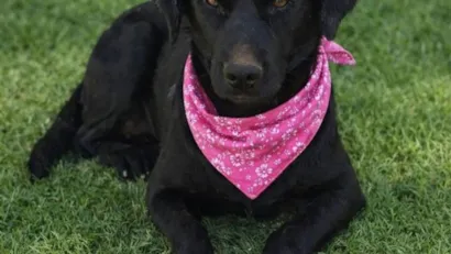 Feira de Adoção de Cães e Gatos no Minas Shopping