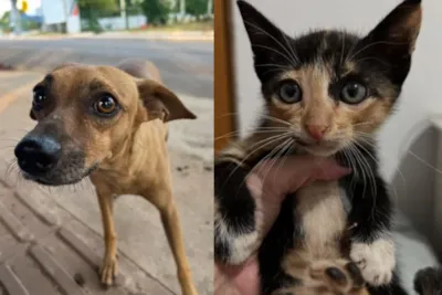 Bazar Solidário em Cuiabá: Ajude Animais Resgatados!