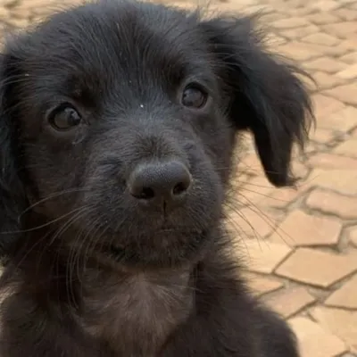 Feira de Adoção de Animais em Vinhedo