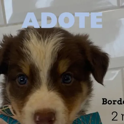 Evento de Adoção de Animais - ADOTE JOÃO