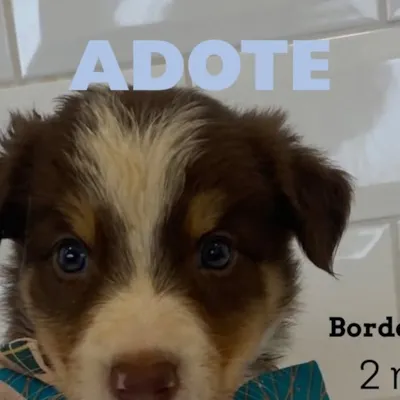 Evento de Adoção de Animais - ADOTE JOÃO