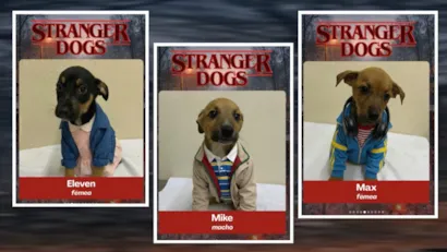 Adoção de Pets Fantasiados Inspirados em Stranger Things