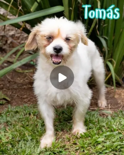 Evento de Adoção "Doe Amor, Adote um Amigo"