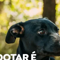 Feira de Adoção - Encontre seu Novo Amigo!