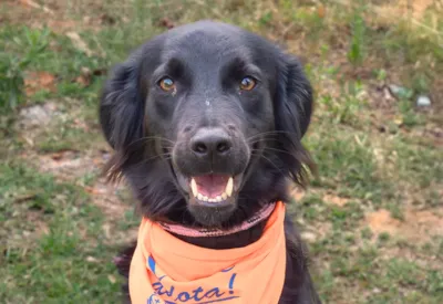Feira de Adoção "Canil de Portas Abertas" em Botucatu