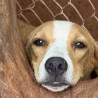 Adoção de Animais em Frutal