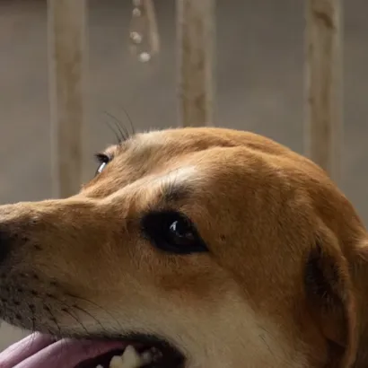 Feira de Adoção Pet Colors em Foz do Iguaçu