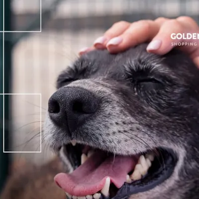 Evento de Adoção de Pets no Golden Square Shopping