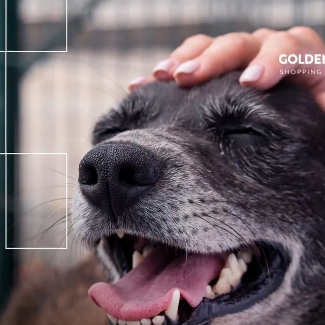 Evento de Adoção de Pets no Golden Square Shopping