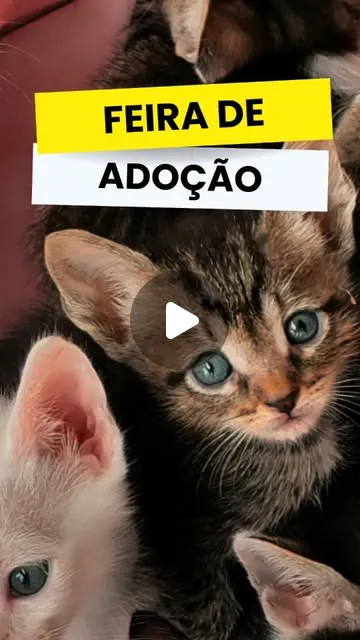 Feira de Adoção no Villa São Pedro Mall