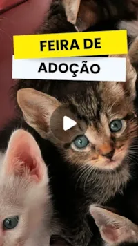 Feira de Adoção no Villa São Pedro Mall