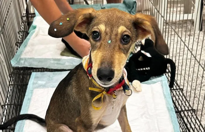 Feira de Adoção Pet no Neumarkt Shopping