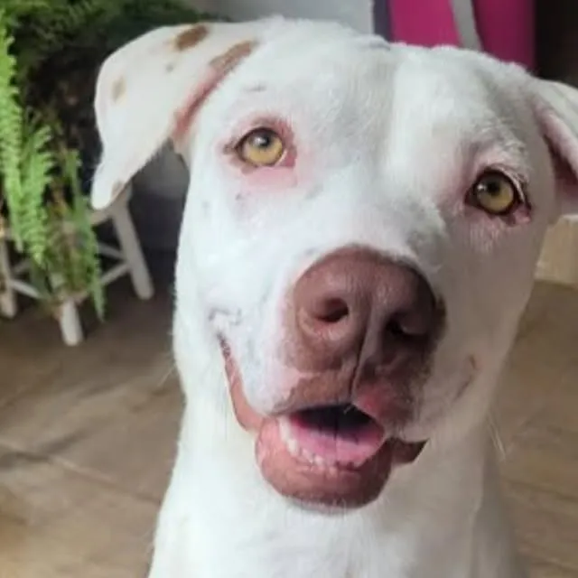 Adoção Responsável de Pérola