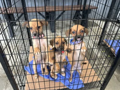 Feira de Adoção e Vacinação Gratuita de Animais no Aeroparque