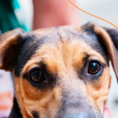 Feira de Adoção Pet no Shopping Vila Velha