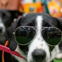 Feira de Adoção Pet no Shopping Grande Rio