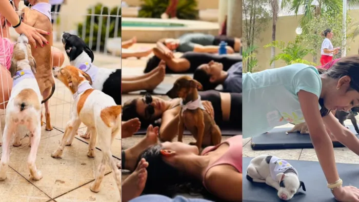 Yoga com filhotes de cachorro vira feira de adoção com animais resgatados em Teresina