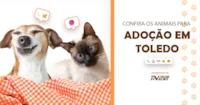Adoção de Animais em Toledo