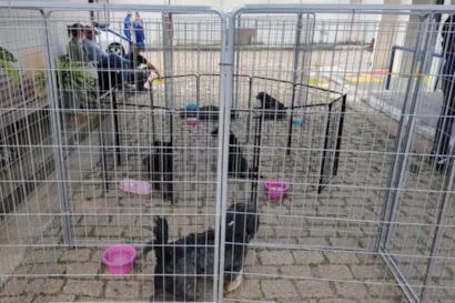 Adoção de Animais em Jundiaí