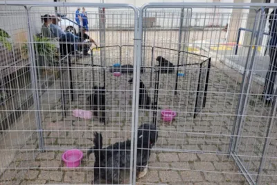 Adoção de Animais em Jundiaí