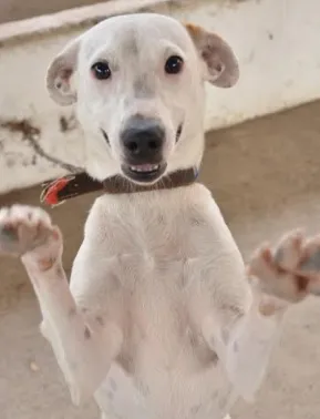 Eventos de Adoção de Animais em Betim