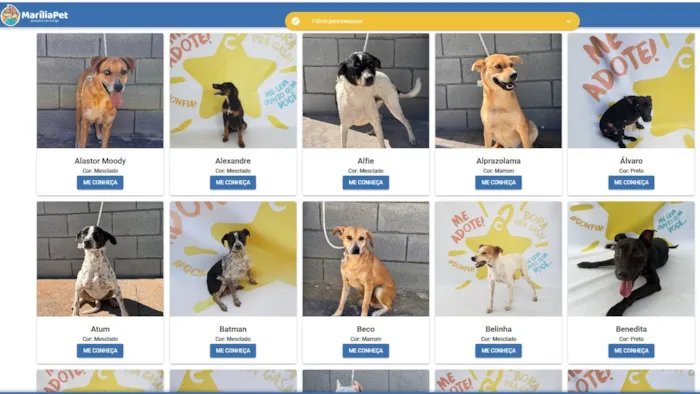 Big Brother Pet: Uma Nova Chance de Adoção para Animais em Marília